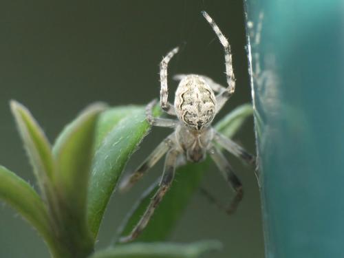 Réf. 222 369 : Larinioides sclopetarius
